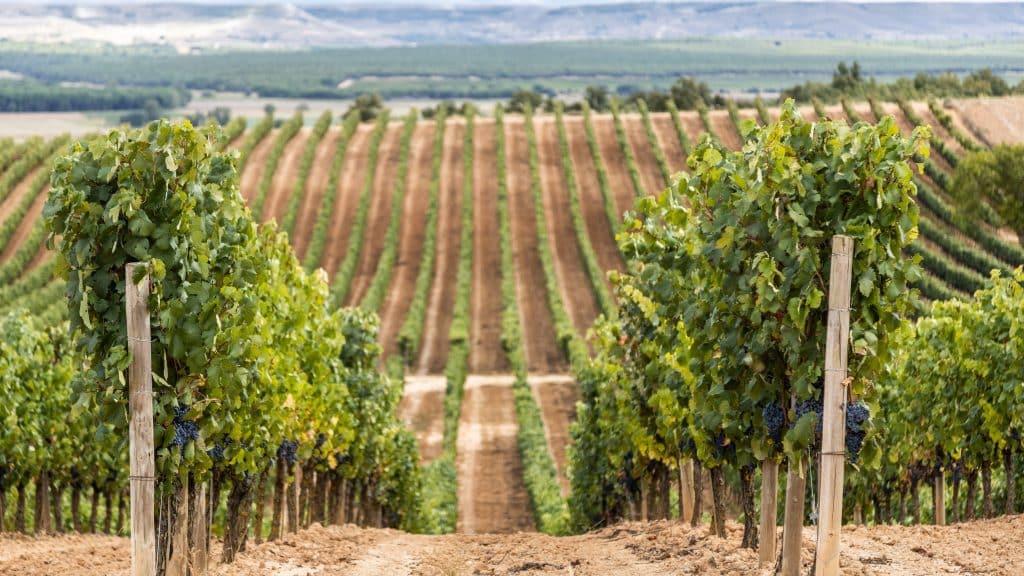 Wine Tour